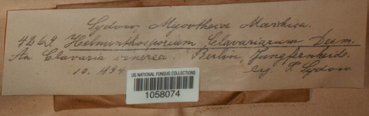Helminthosphaeria clavariarum image